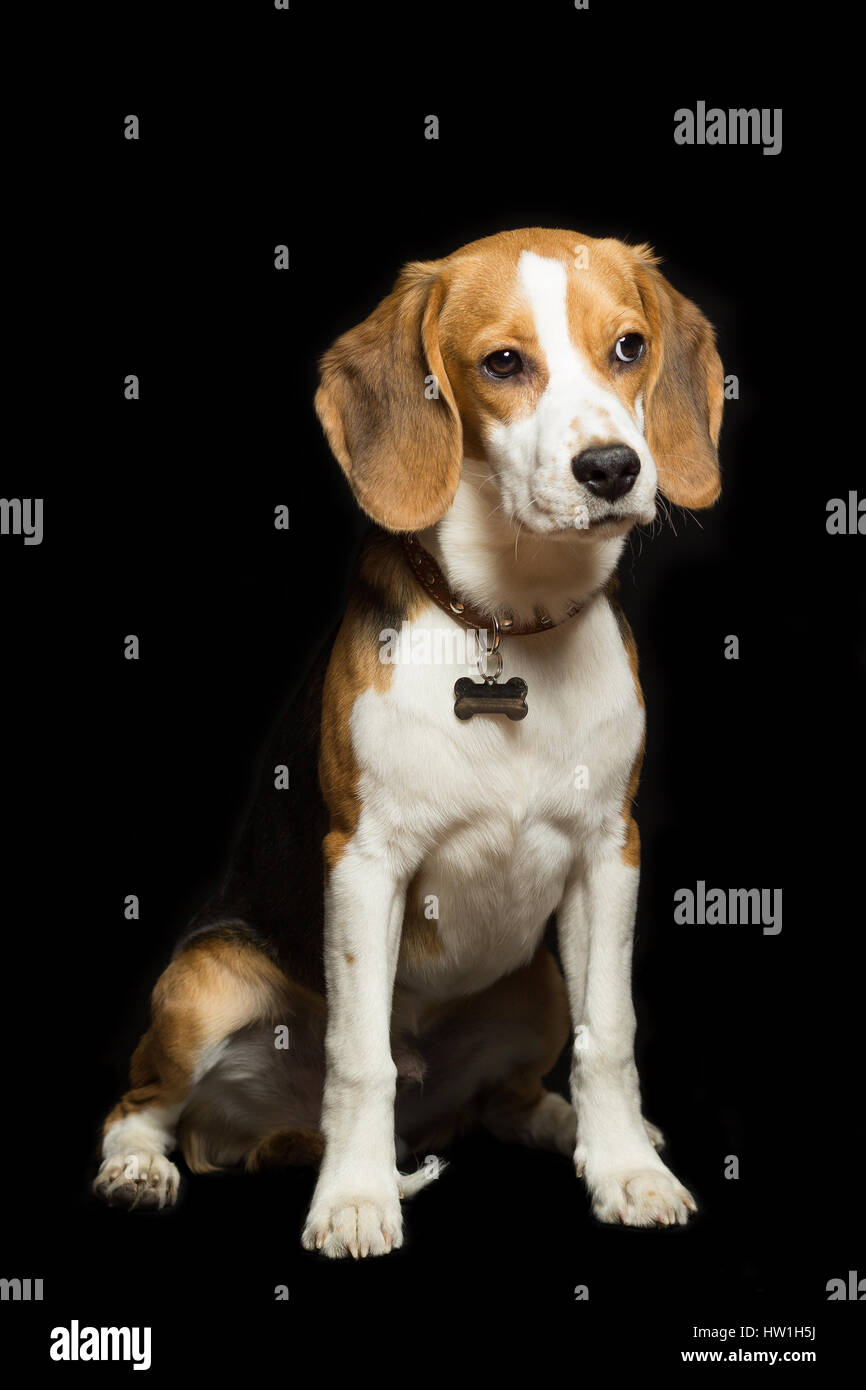 Un triste beagle cucciolo è seduto, isolato su nero. Foto Stock