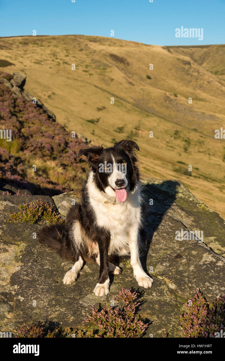 Bellissimo Border Collie cane in grandi spazi aperti su un soleggiato serata estiva sulle colline del nord dell'Inghilterra. Foto Stock