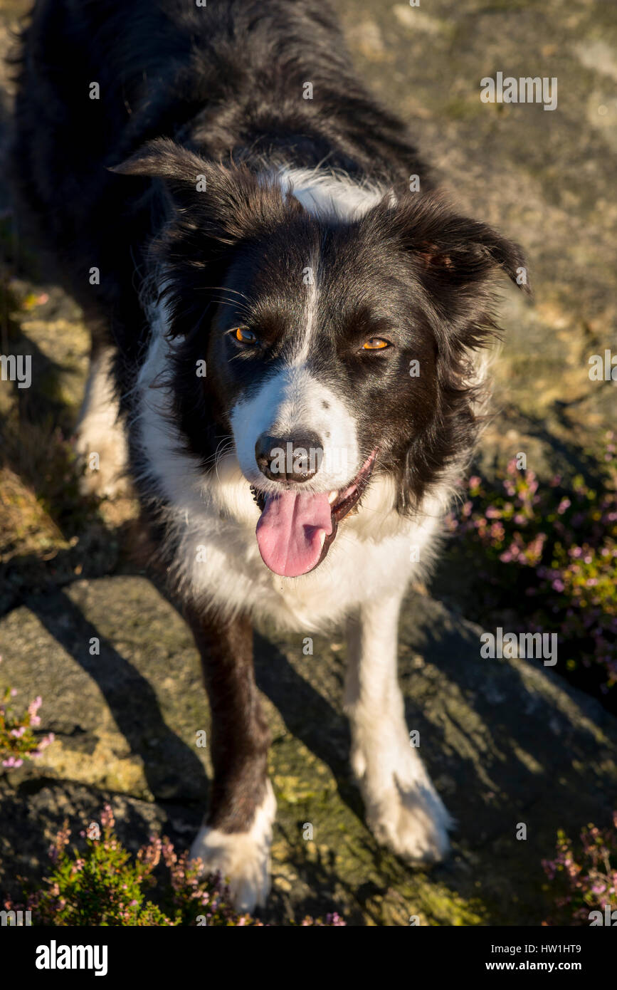 Bellissimo Border Collie cane in grandi spazi aperti su un soleggiato serata estiva sulle colline del nord dell'Inghilterra. Foto Stock
