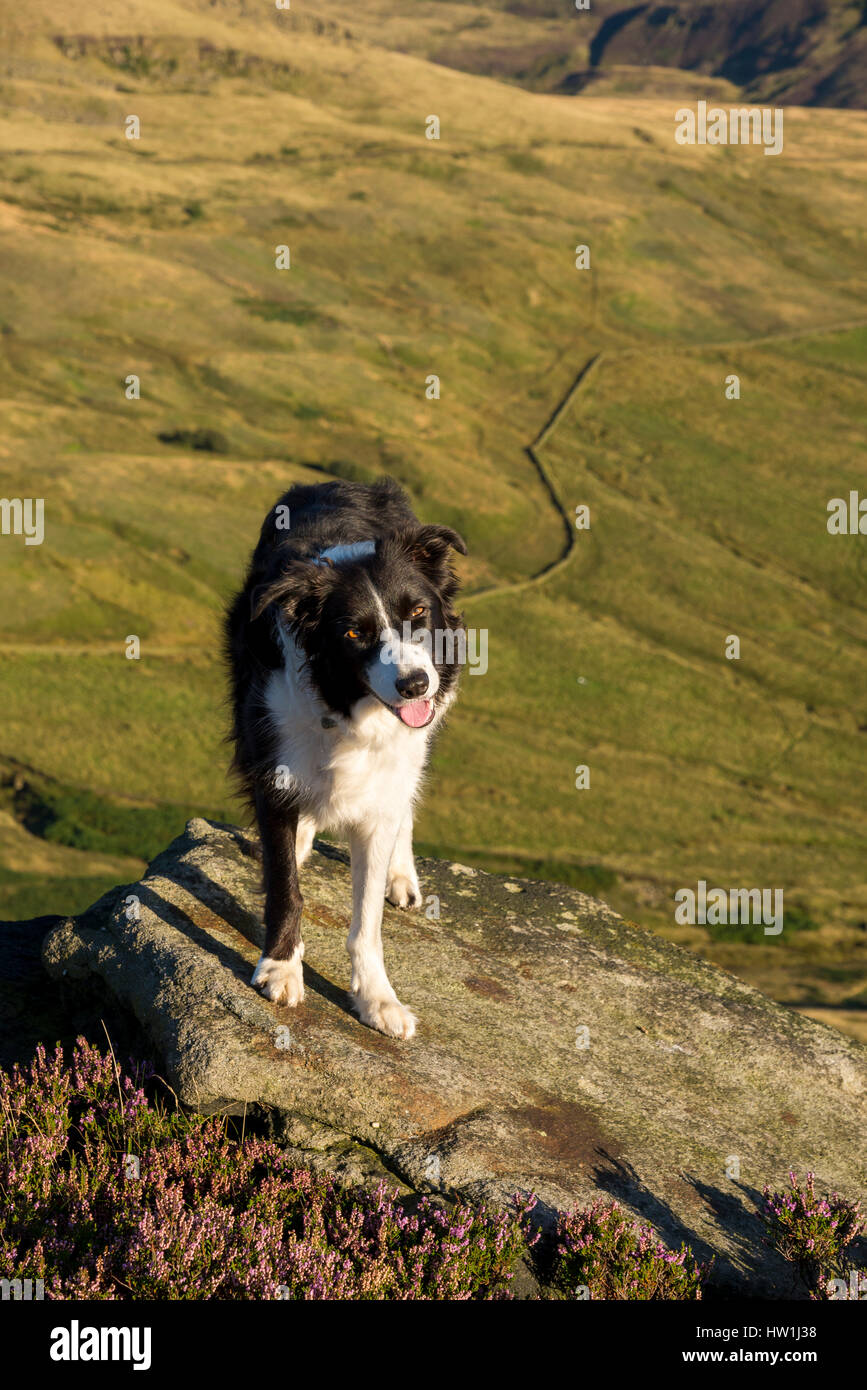 Bellissimo Border Collie cane in grandi spazi aperti su un soleggiato serata estiva sulle colline del nord dell'Inghilterra. Foto Stock