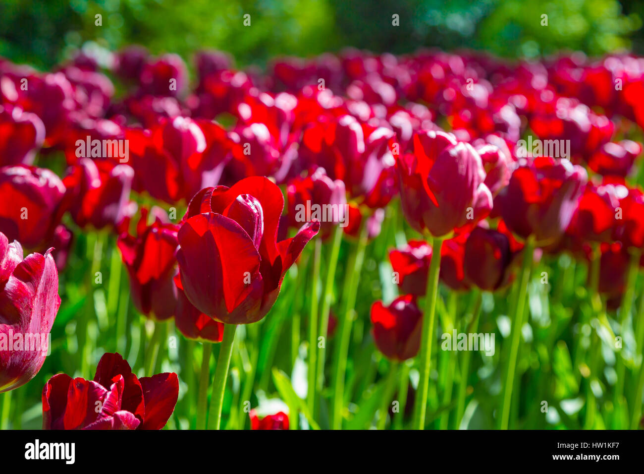 Fresco di tulipani rossi sulla aiuola close-up Foto Stock