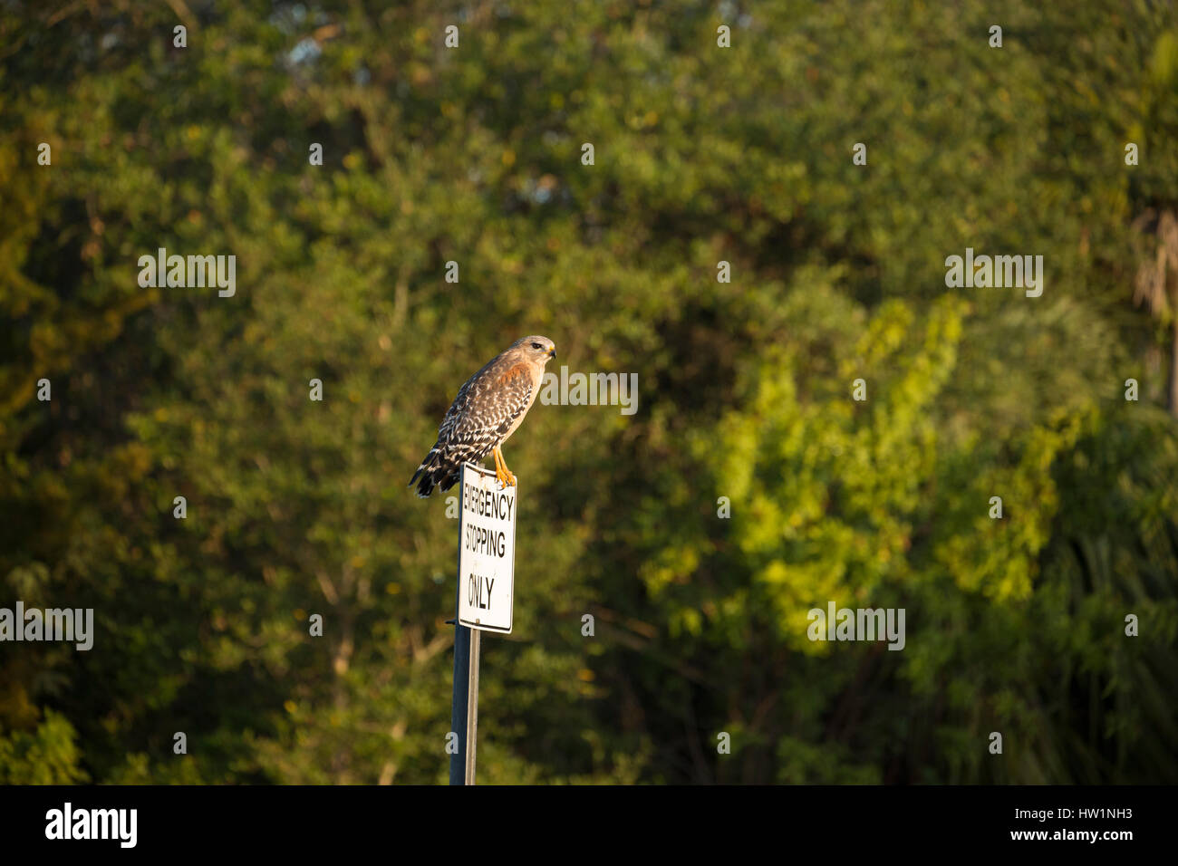 Red-hawk con spallamento arroccato su un segno a Merritt Island National Wildlife Refuge, FL Foto Stock