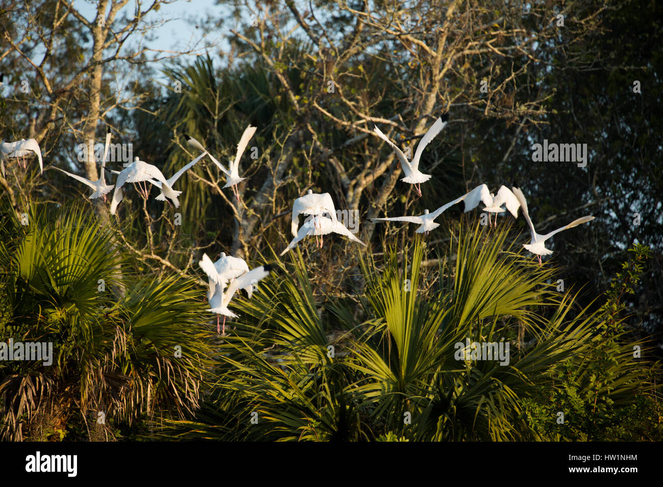 White ibis battenti alla vicina struttura, Merritt Island, FL Foto Stock