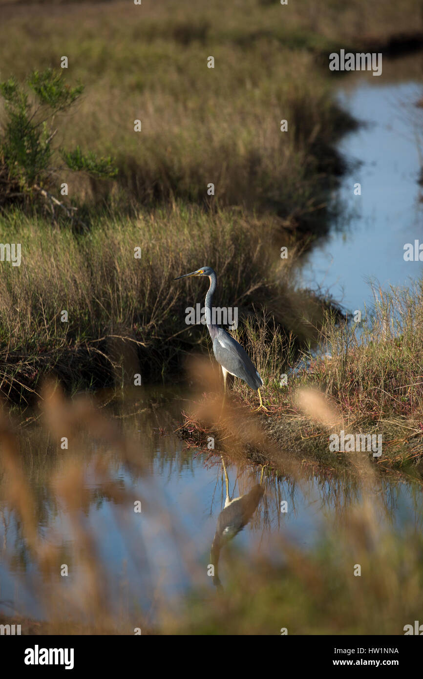 Airone tricolore a Merritt Island National Wildlife Refuge, FL Foto Stock