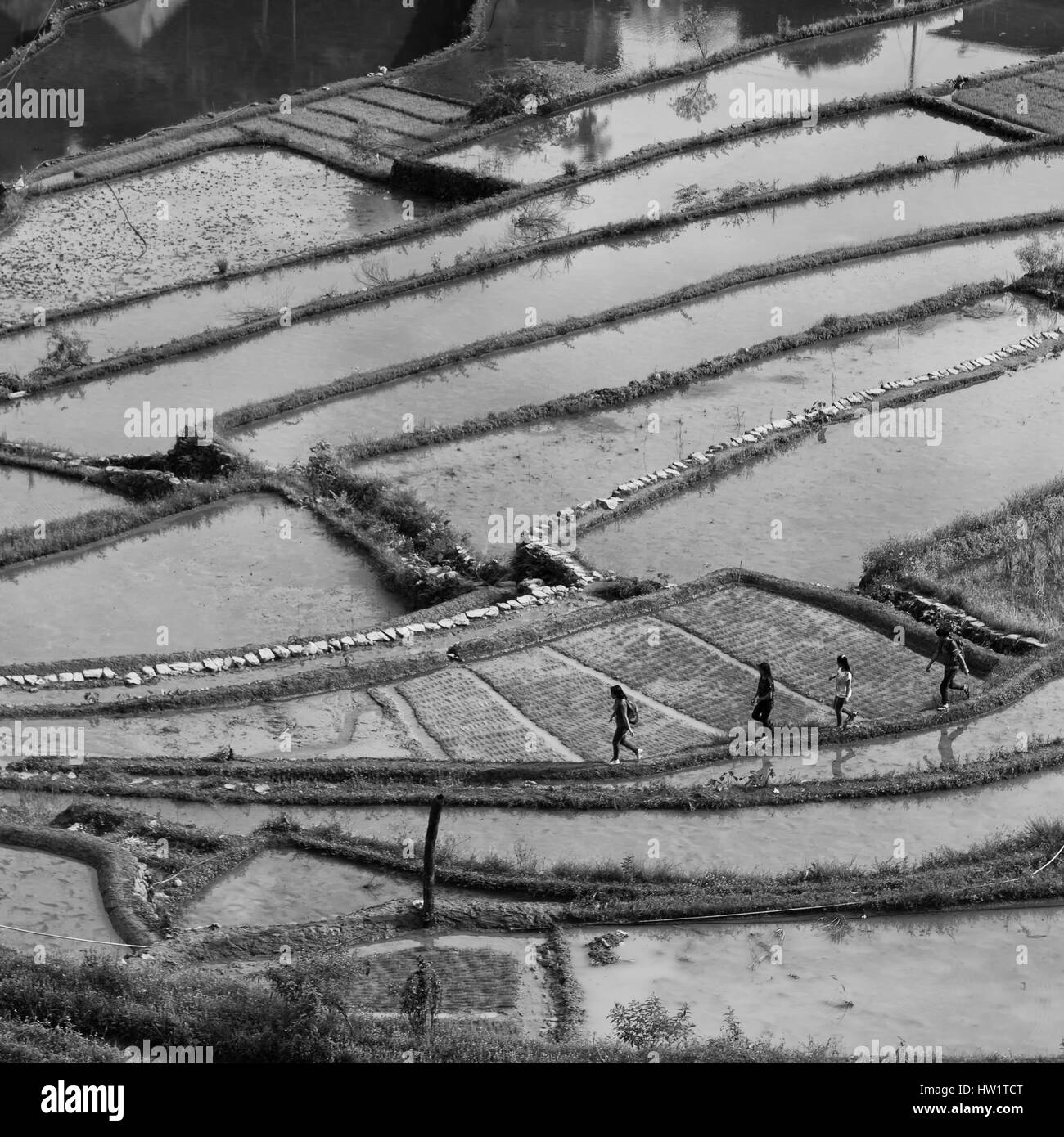 La sfocatura nelle Filippine terrazza campo per coultivation di riso di Banaue sito UNESCO Foto Stock