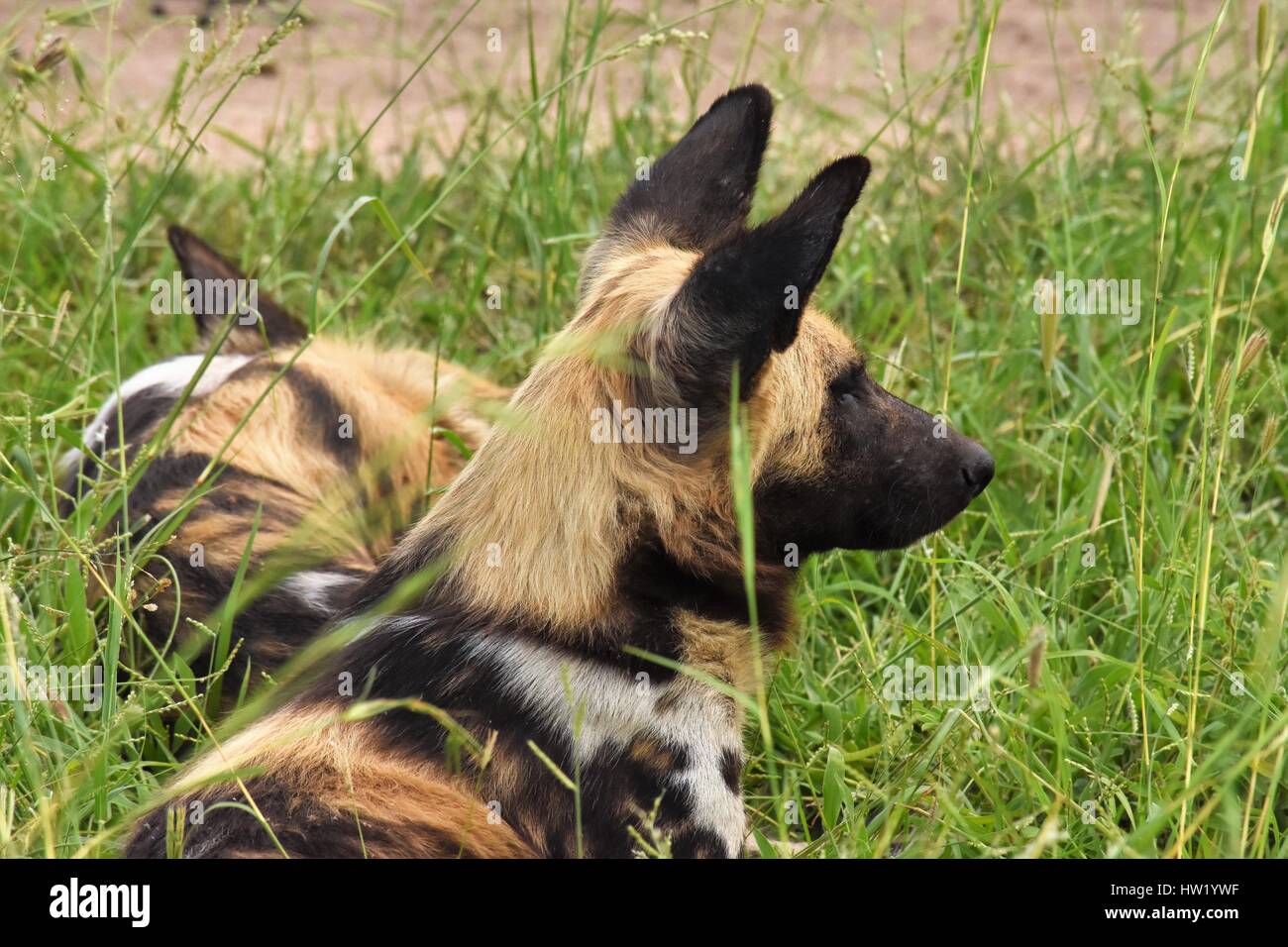 African cani selvatici Foto Stock