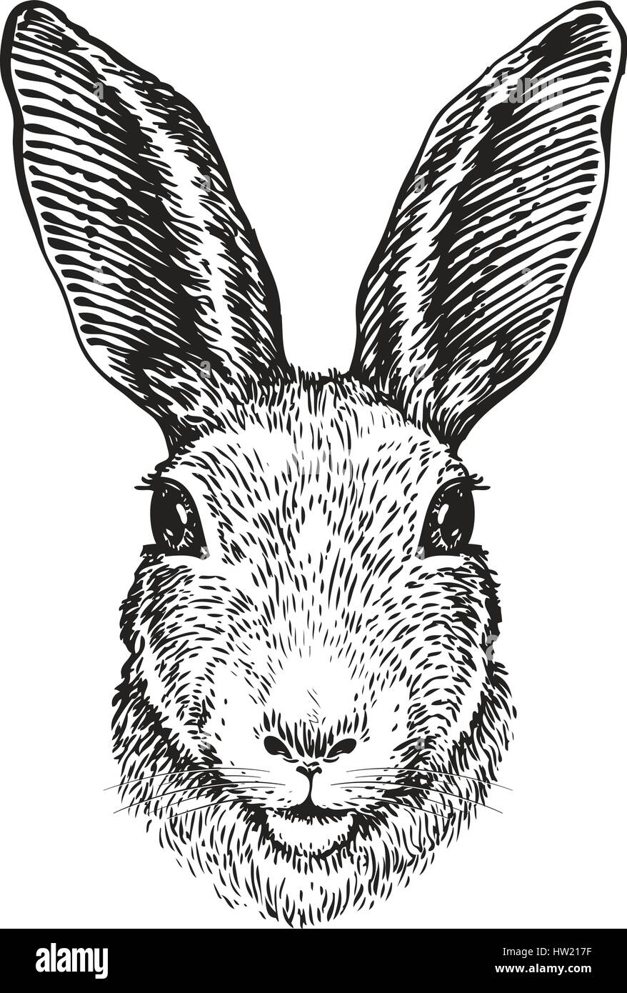 Disegnate a mano ritratto di coniglio. Coniglietto di pasqua, schizzo. Illustrazione Vettoriale Illustrazione Vettoriale