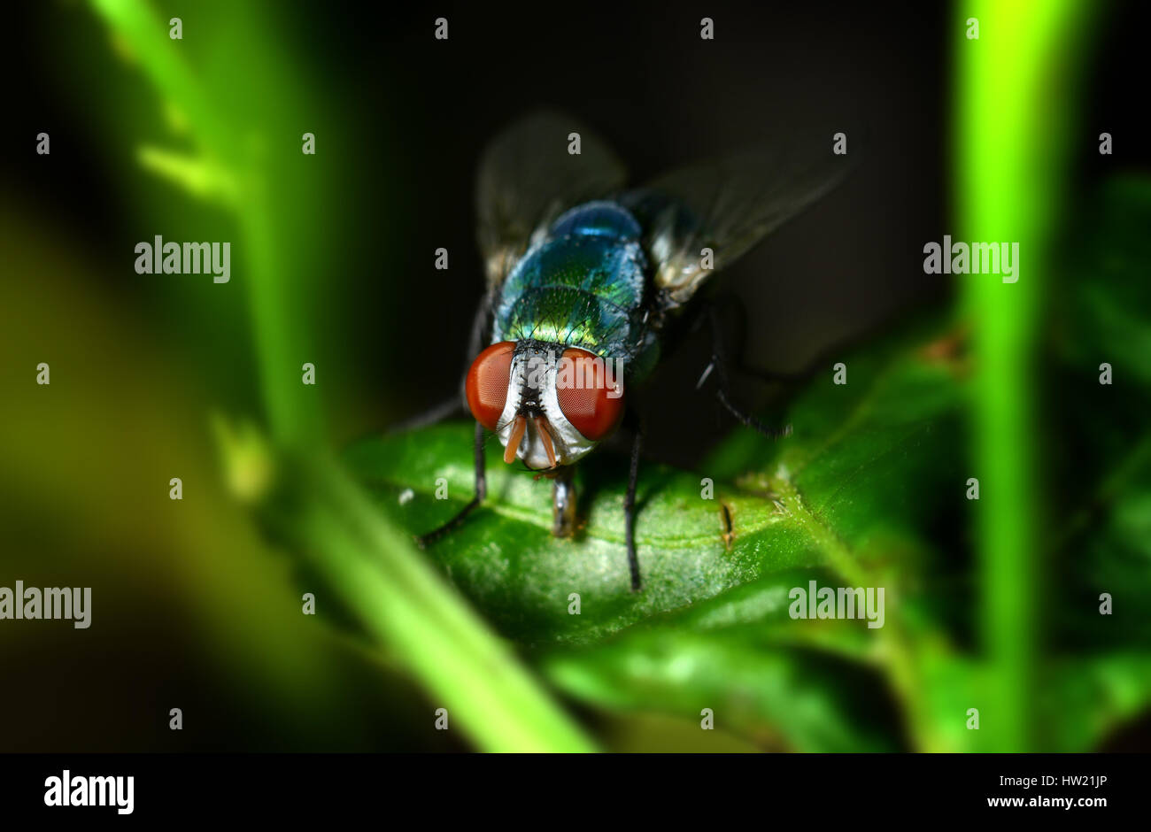 Una vola sulla foglia di fotografia di natura in flash esterno bassa illuminazione luce e ombra scura. Foto Stock