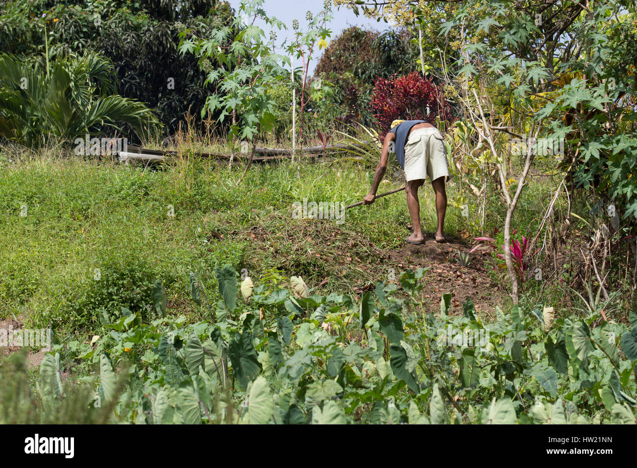 Uomo al lavoro nei campi di fattoria in Santa Lucia Foto Stock