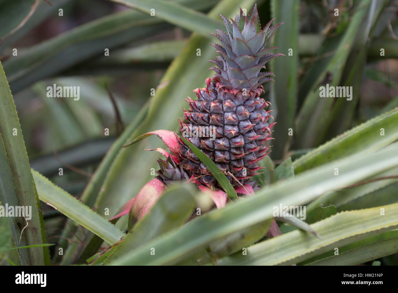 Ananas in crescita in St.Lucia Foto Stock