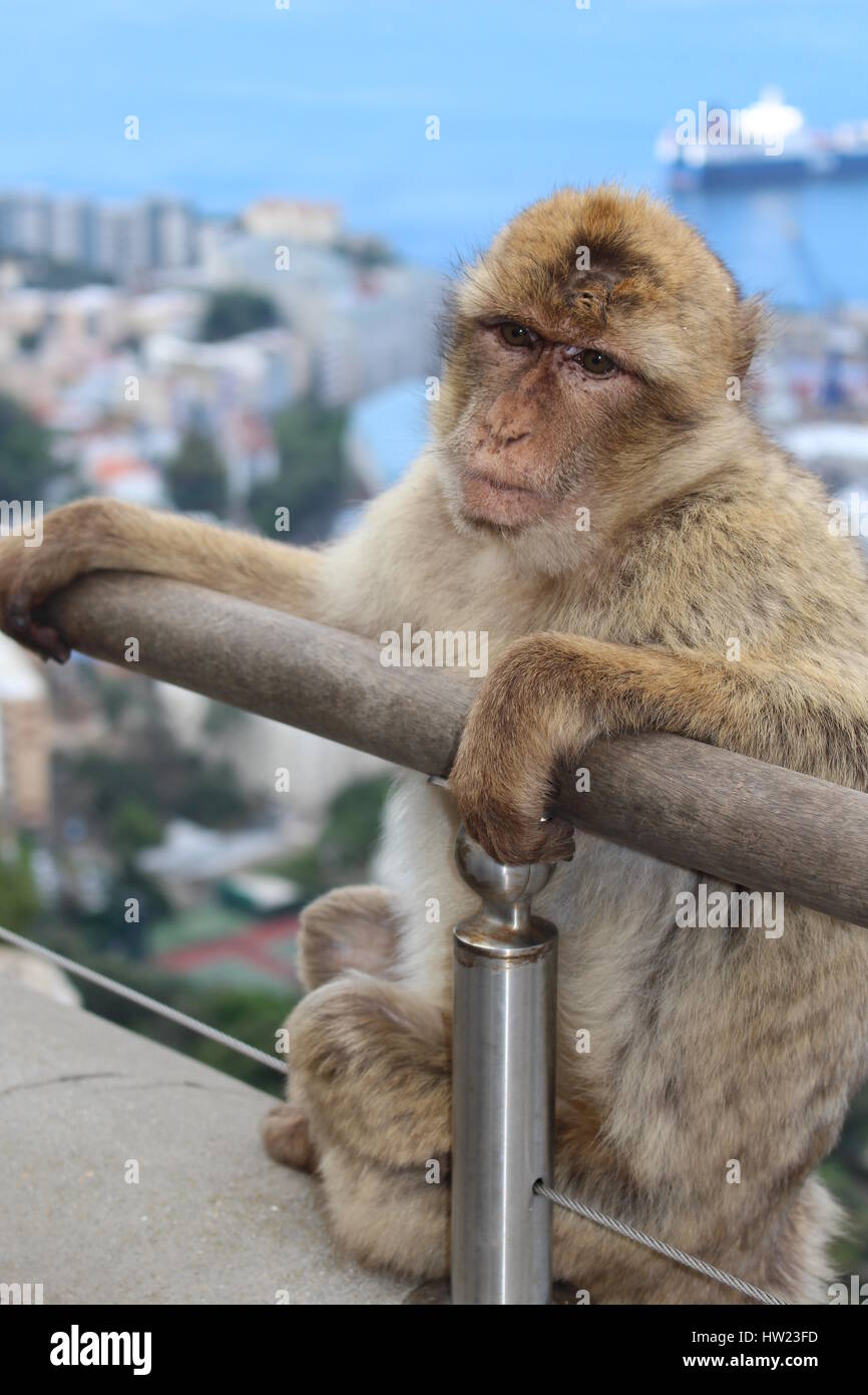 Il pensiero di macaco di Gibilterra Foto Stock