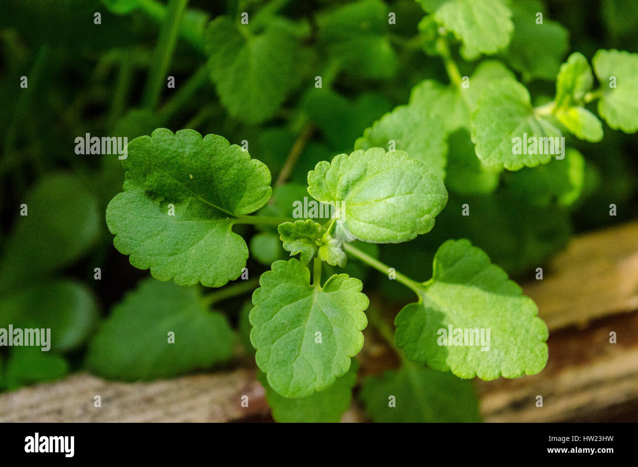 Un Melissa impianto (Melissa officinalis in una San Leandro in California garden Foto Stock