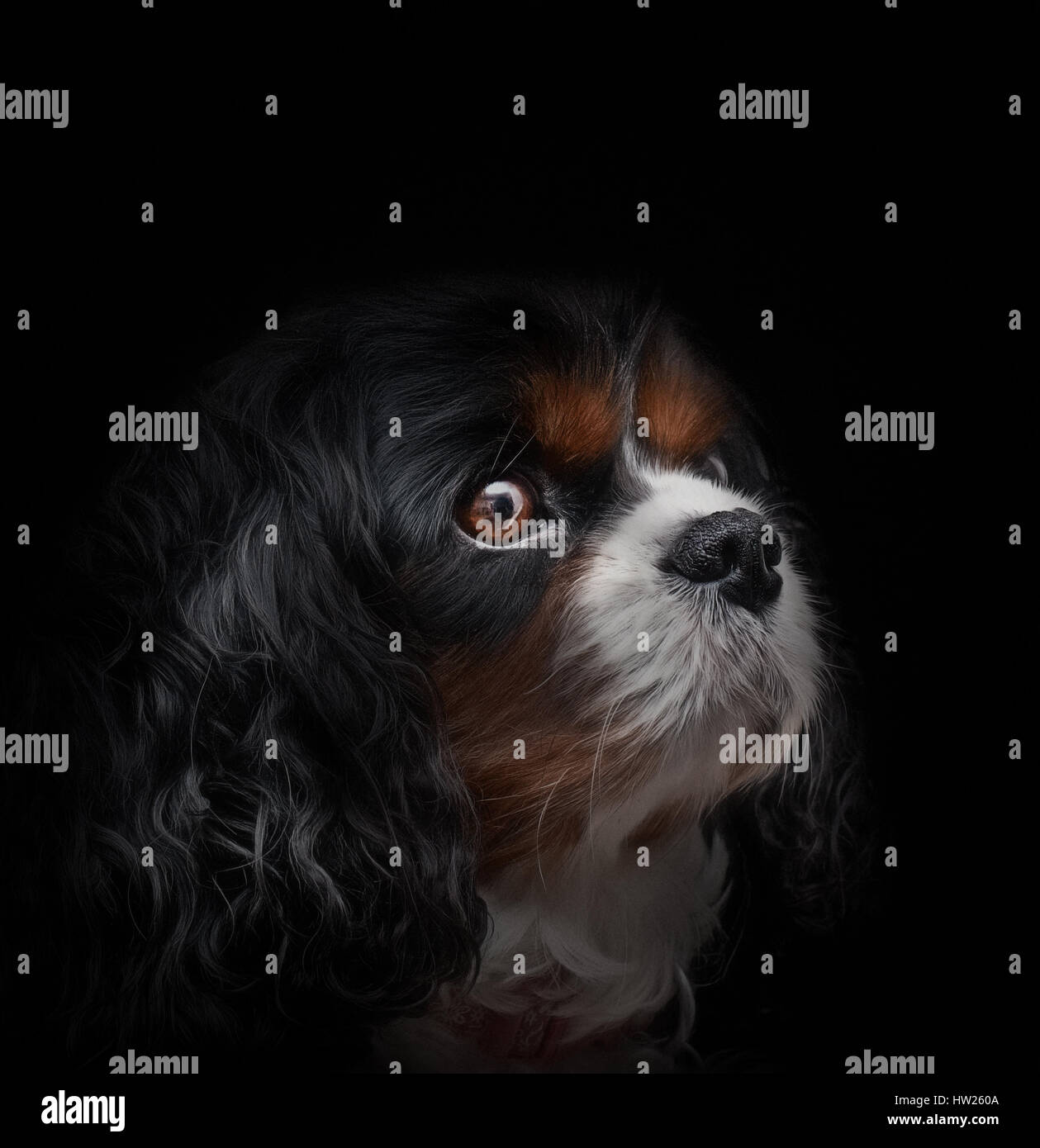 Un Cavalier King Charles cane su uno sfondo nero cercando di destra Foto Stock