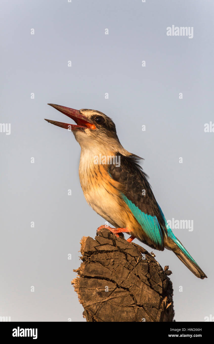 Marrone-incappucciati kingfisher (Halcyon albiventris), Zimanga riserva privata, KwaZulu-Natal, Sud Africa, Giugno 2016 Foto Stock