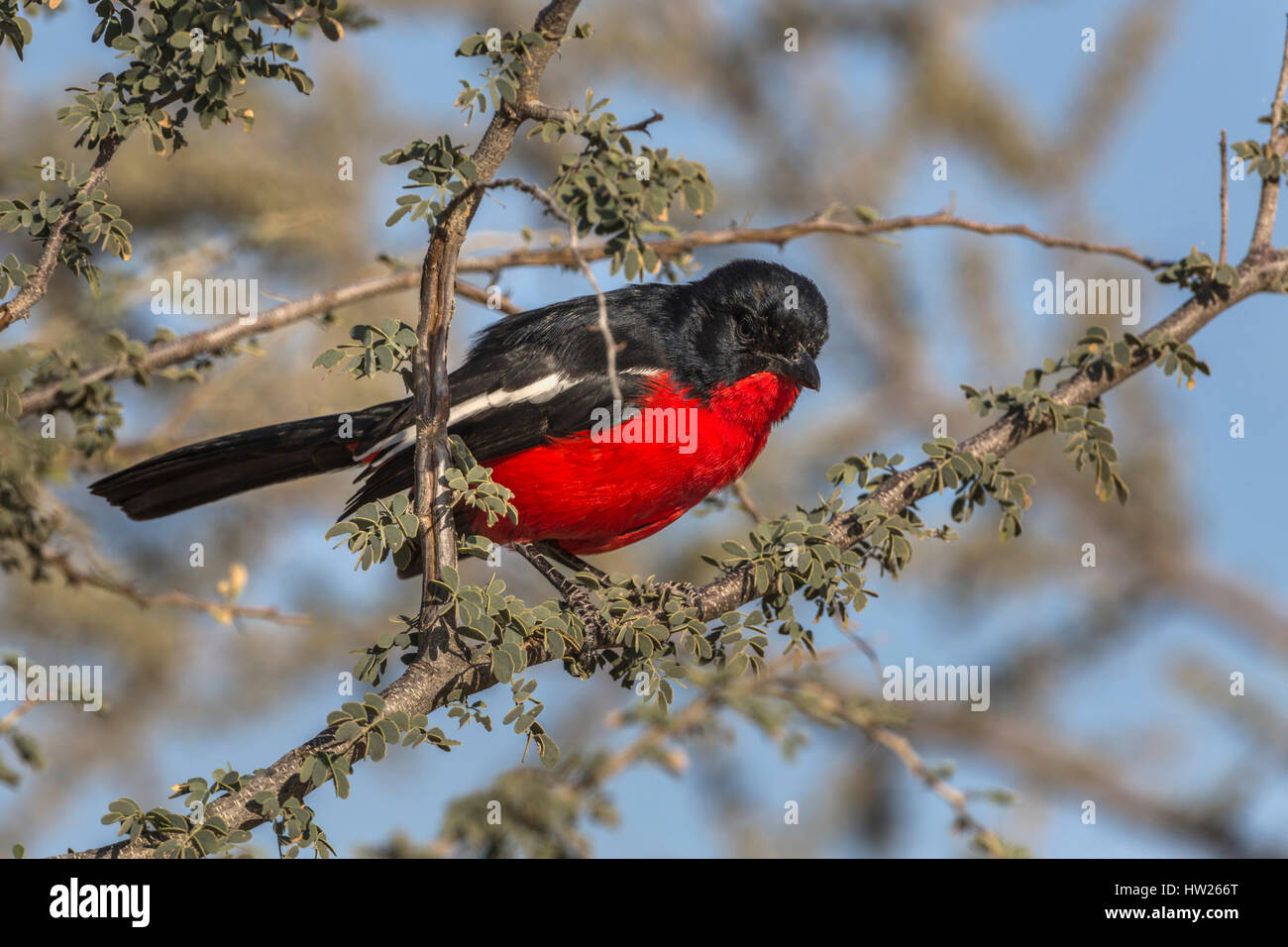 Crimson-breasted shrike (Laniarius atrococcineus), Kgalagadi Parco transfrontaliero, Sud Africa, Giugno 2016 Foto Stock