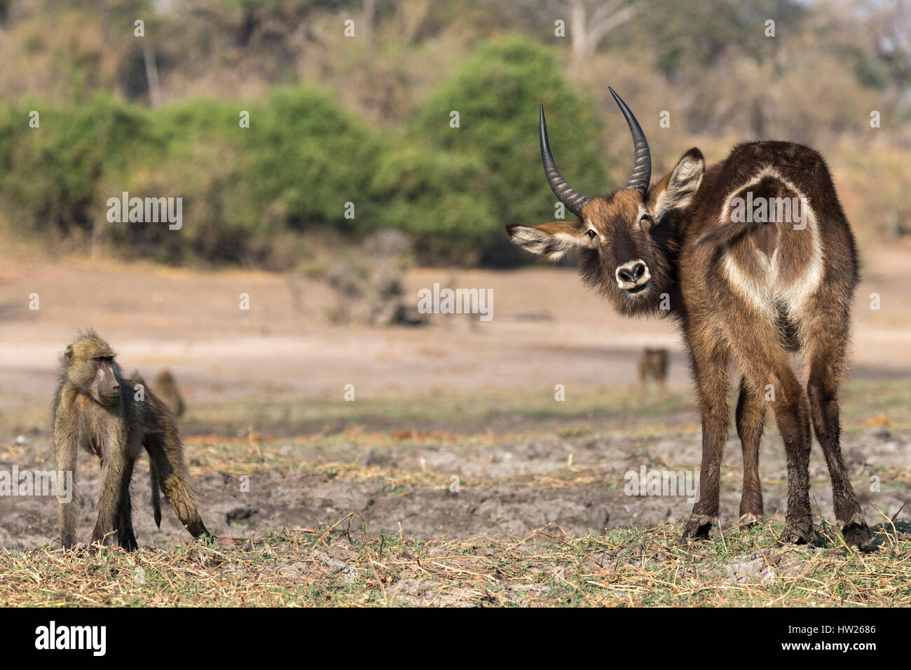 Waterbuck (Kobus ellipsiprymnus) con Chacma babbuino, Chobe National Park, Botswana, Settembre 2016 Foto Stock
