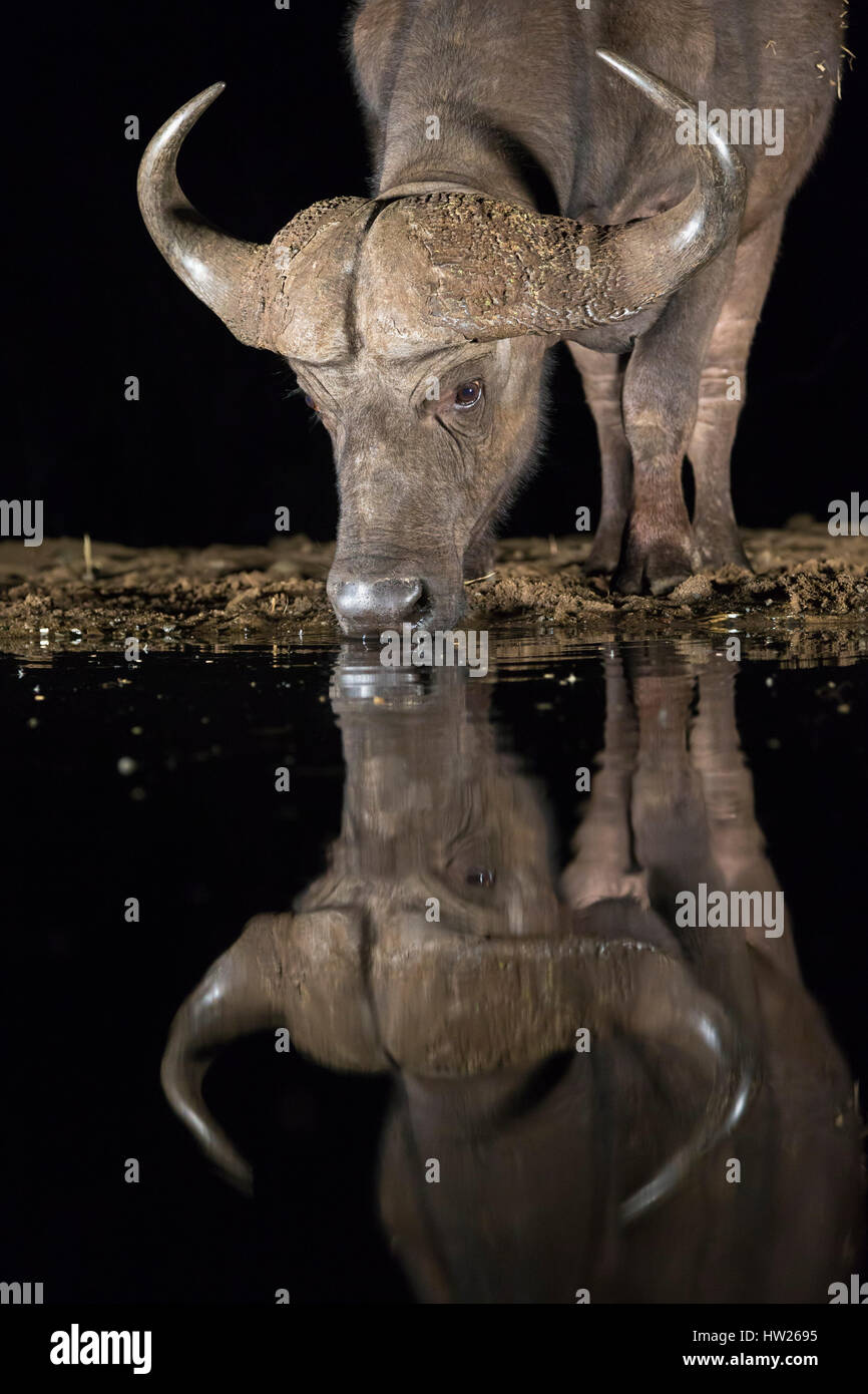 Bufali (Syncerus caffer) bere di notte, Zimanga riserva privata, KwaZulu-Natal, Sud Africa, Settembre 2016 Foto Stock