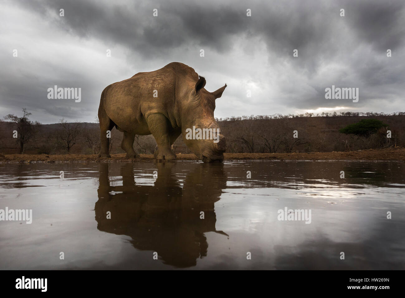 White Rhino (Ceratotherium simum) dehorned, Zimanga riserva privata, KwaZulu Natal, Sud Africa, Settembre 2016 Foto Stock