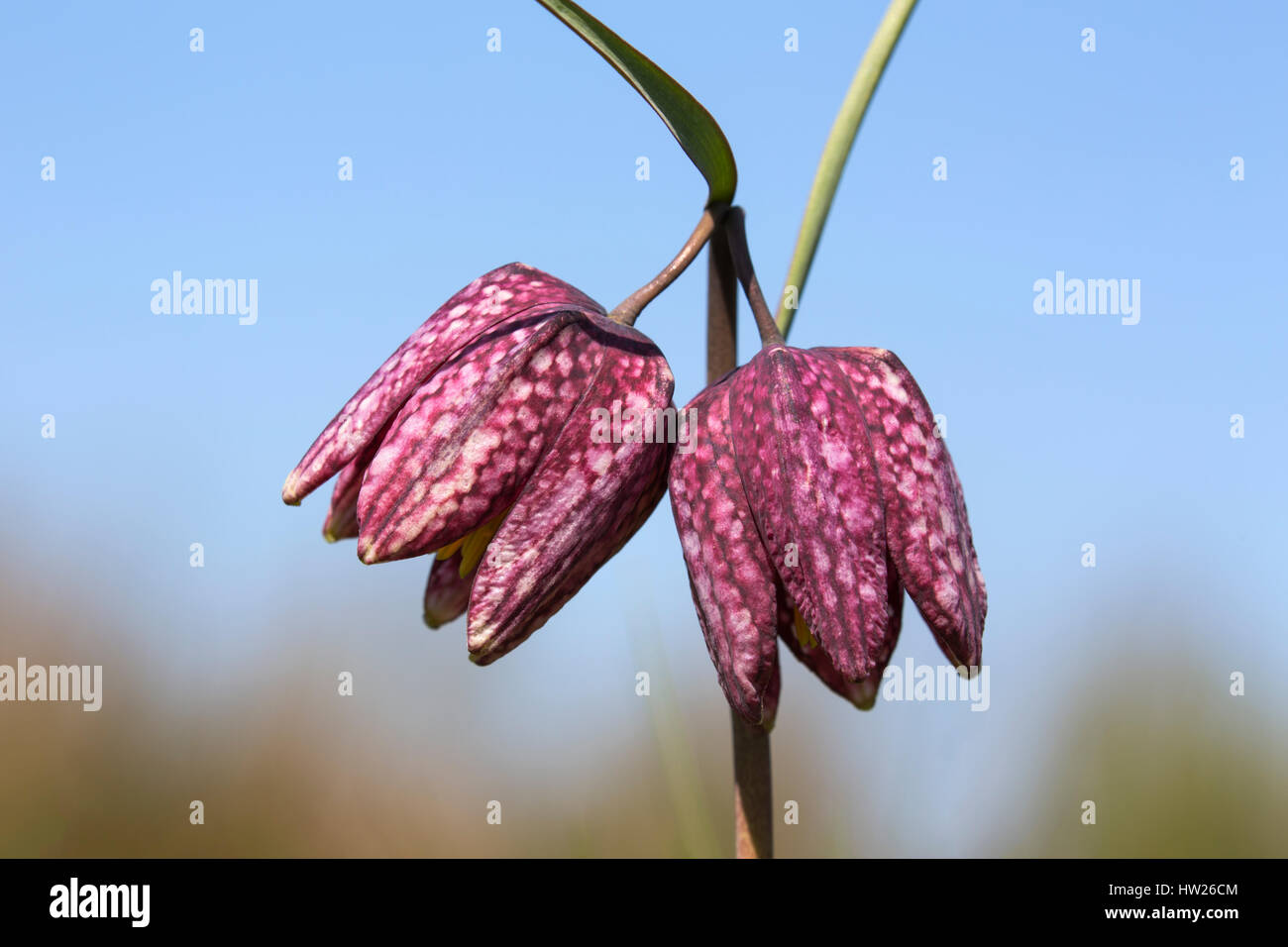 Fritillary Snakeshead (Fritillaria meleagris), doppia testa, Iffley Prato, Oxford, Aprile 2016 Foto Stock