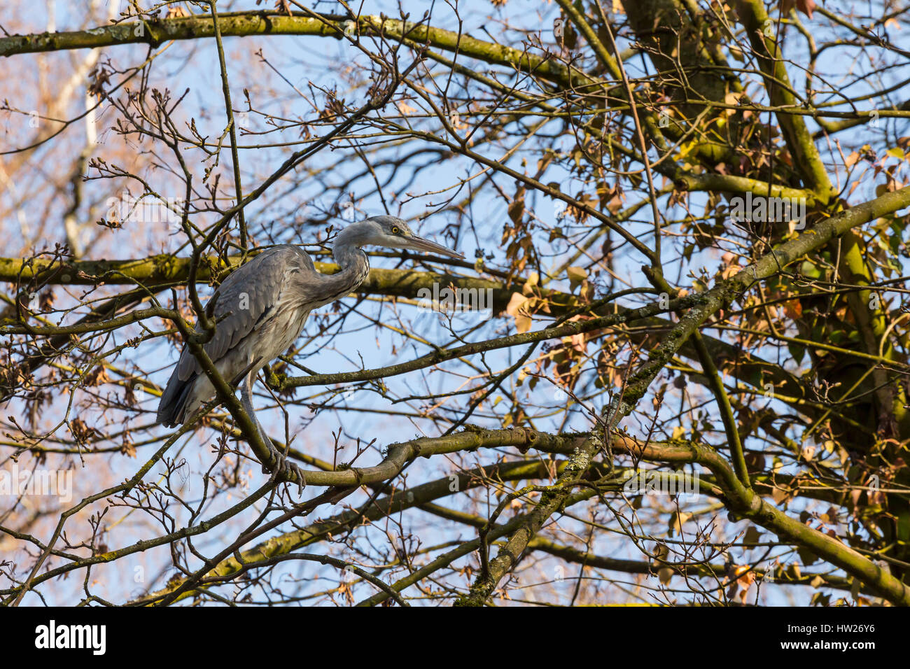 I capretti airone cinerino (Ardea cinerea), appollaiato su un ramo di albero, nelle prime ore del mattino. Foto Stock