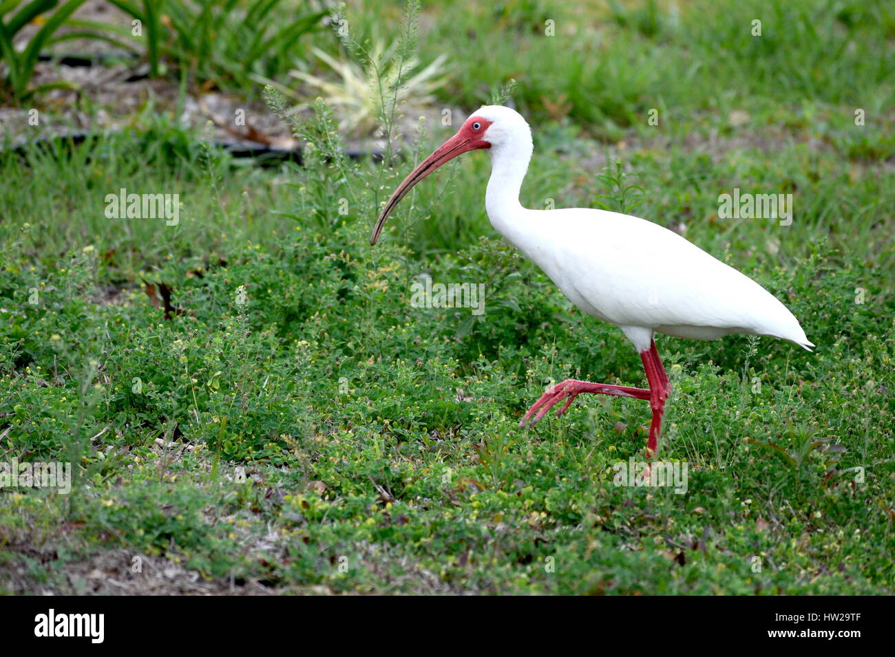 La fauna selvatica Foto Stock