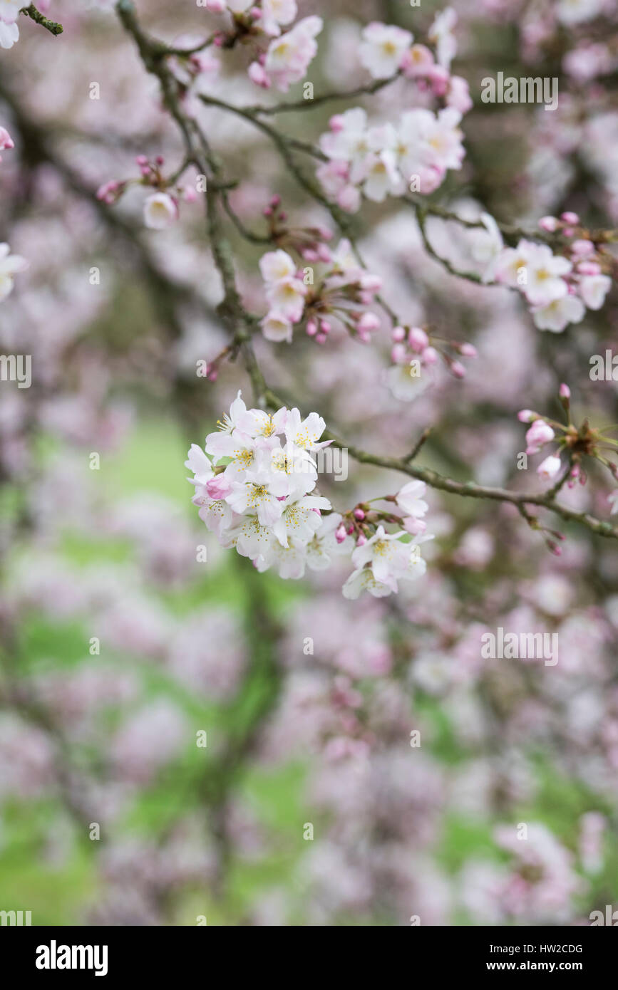 Prunus Pandora. Pandora ciliegia. Ciliegia giapponese albero fiore in fiore nei primi di marzo. Regno Unito Foto Stock