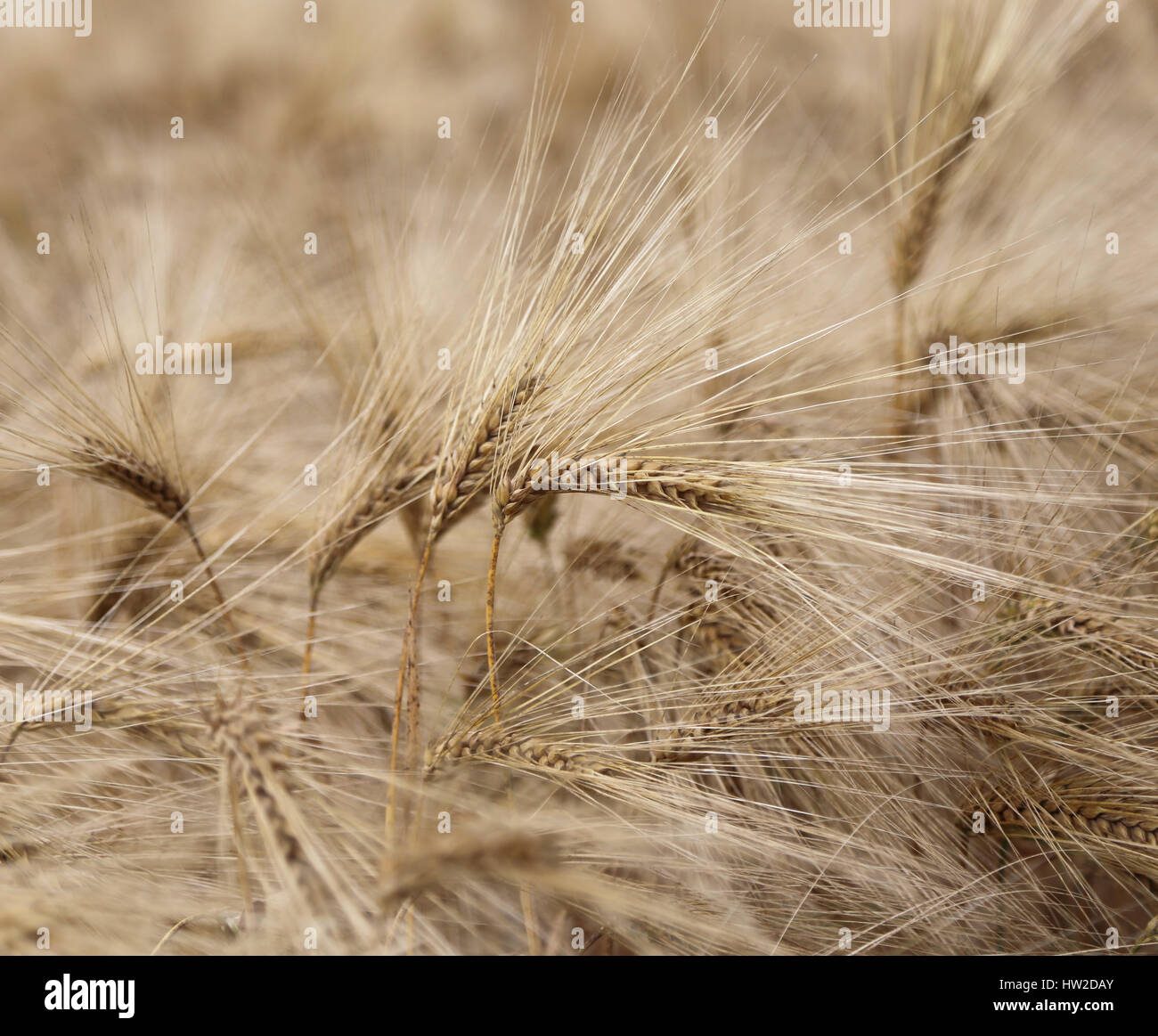 Sfondo di mature spighe di grano nel campo coltivato in estate Foto Stock