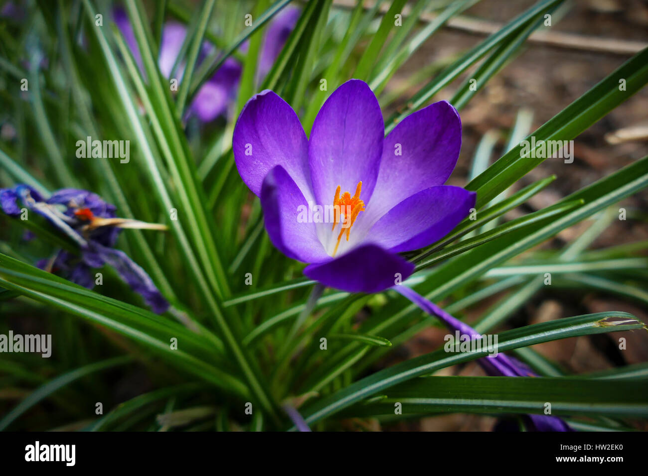 Malva di crochi in crescita in un giardino di Londra Foto Stock