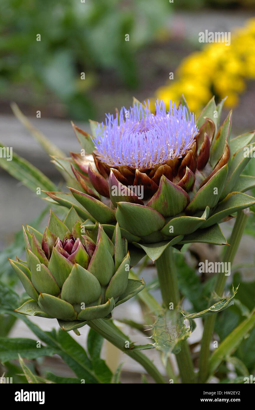 Fiore di carciofo, Cynara cardunculus Foto Stock