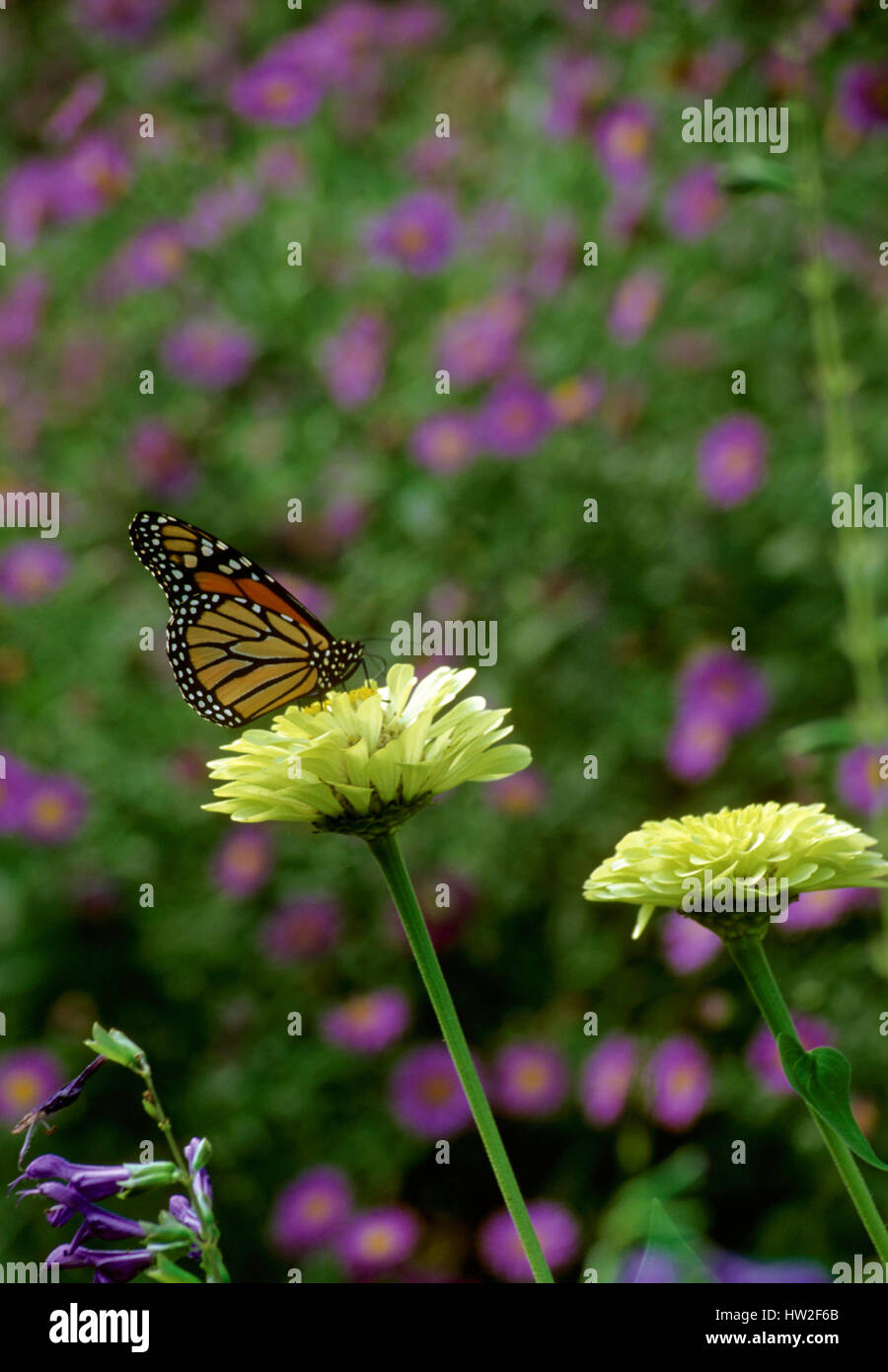 Monaarch butterfly , (Danaus plexippus), Foto Stock