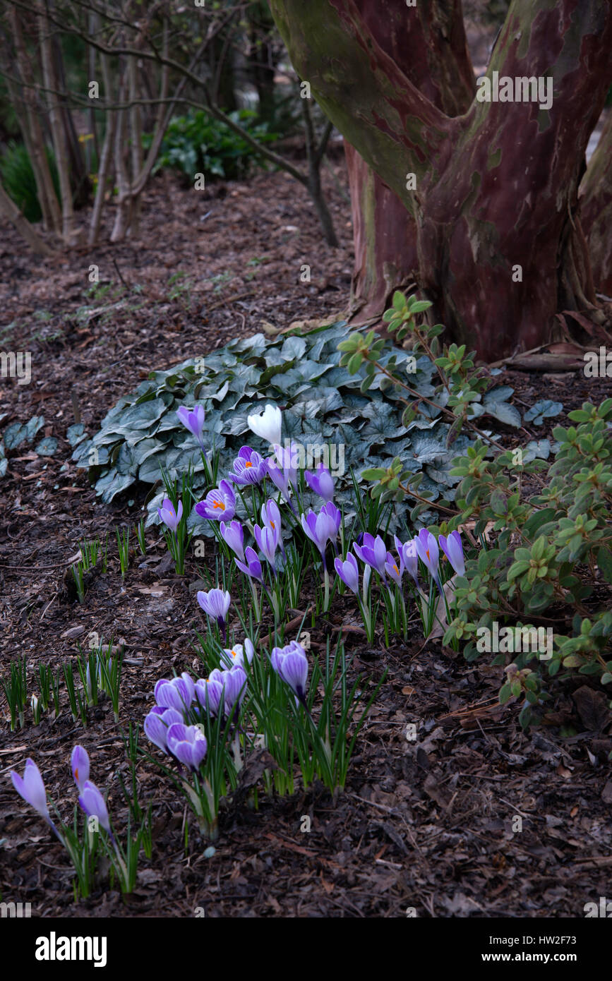 Crocus e ciclamino in Woodland Garden Foto Stock