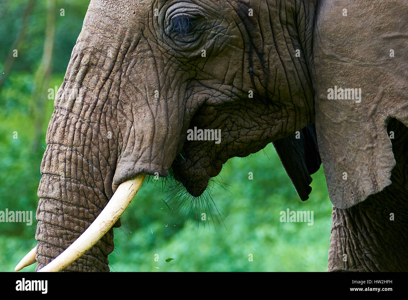 Elephant avente uno sguardo da vicino al fotografo Foto Stock