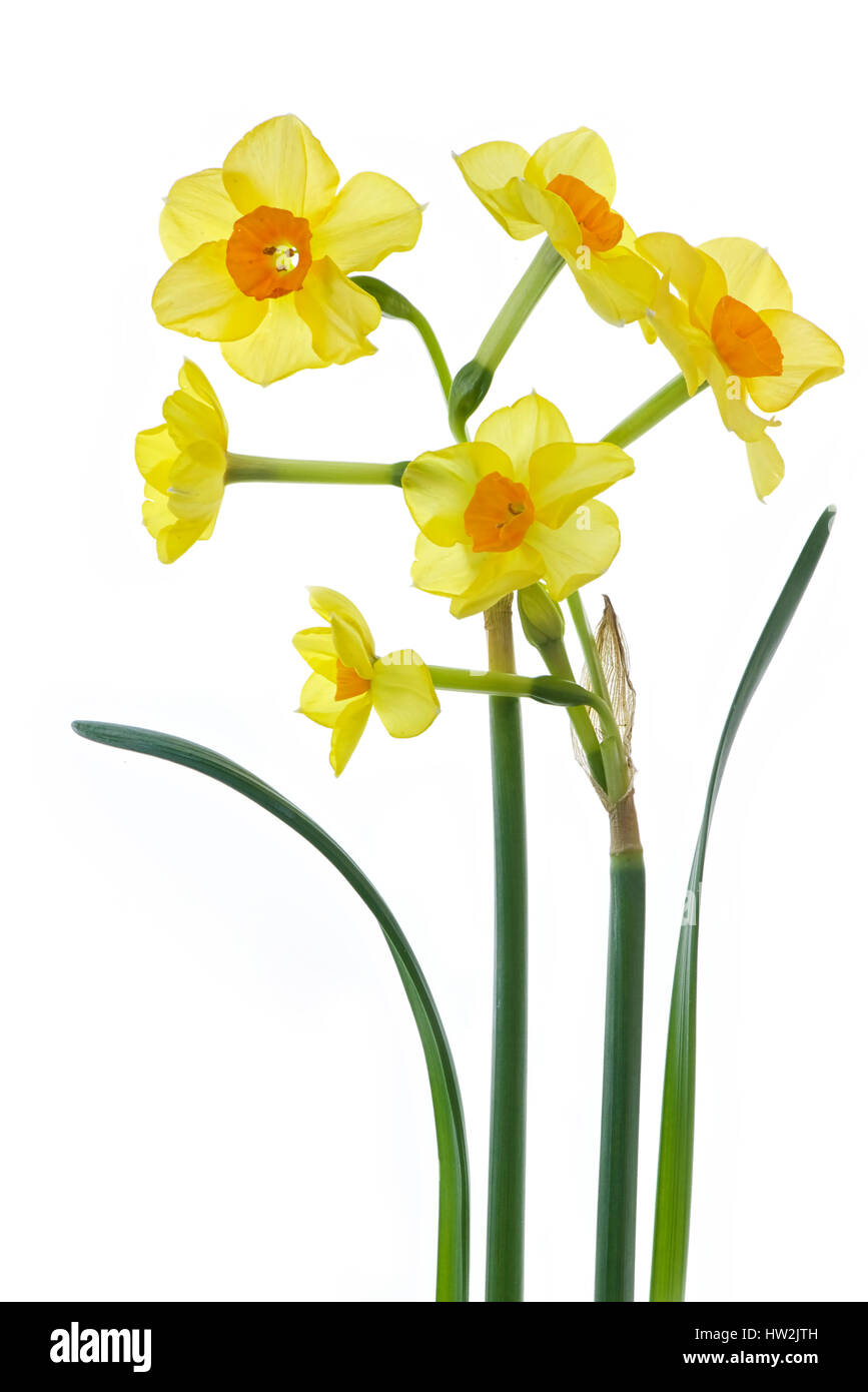 La molla Yellow Daffodils - fiori di narciso prese contro uno sfondo bianco. Foto Stock