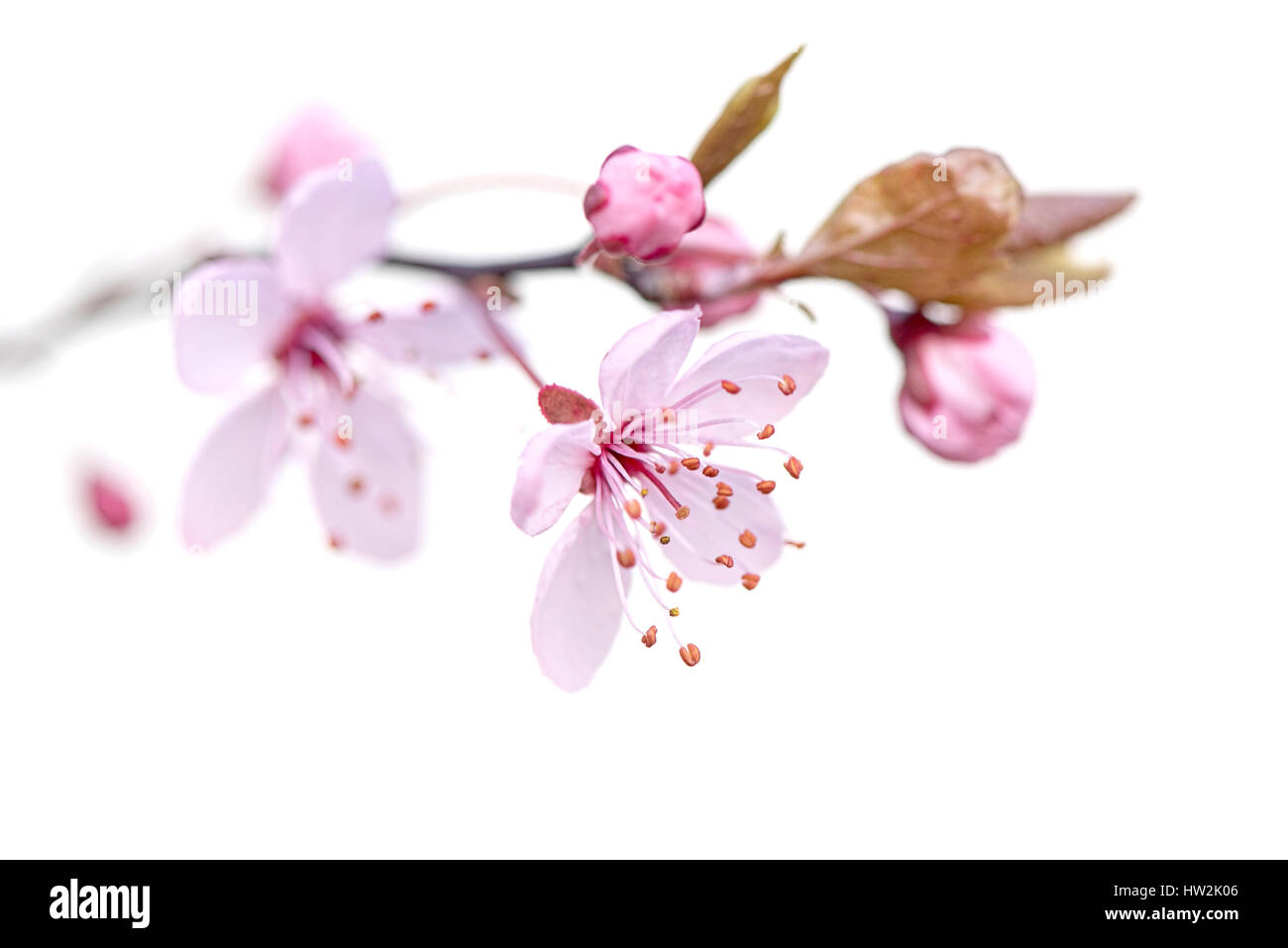 Close-up di alta immagine chiave del delicato, rosa, a fioritura primaverile Black Cherry Plum sbocciare fiori, contro uno sfondo bianco Foto Stock