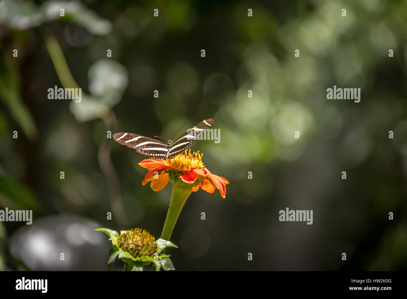 Farfalla Zebra longwing (Heliconius charithonia) su un fiore d'arancia Foto Stock