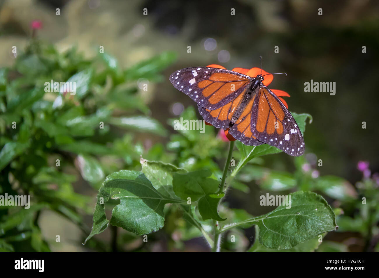 Farfalla monarca (Danaus plexippus) su fiore d'arancio Foto Stock