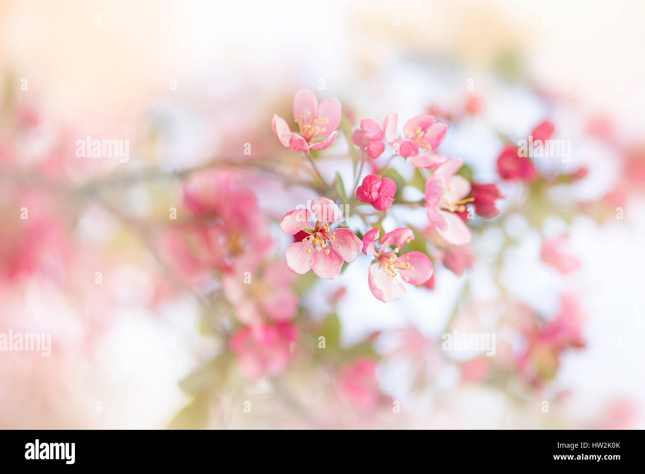 Close-up, soft-focus immagine del delicato a fioritura primaverile Crab Apple Blossom fiori. Foto Stock