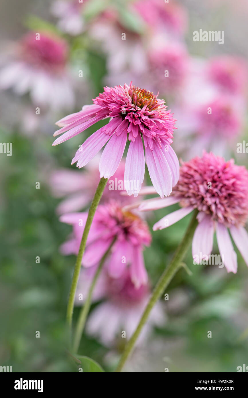 Close-up della bella, rosa, fioritura estiva Cosmo "Southern Belle fiore. Foto Stock