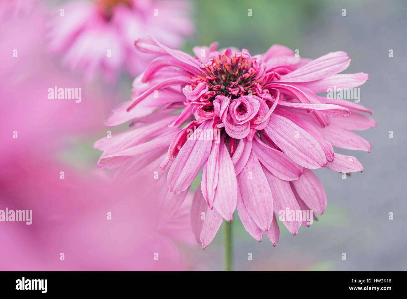 La bellissima Echinacea purpurea 'Pink Poodle' doppio-fiorito Coneflower viola. Foto Stock