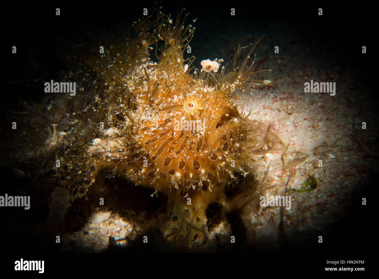 Un irsuto o rana pescatrice striato - Antenarius onde striatus suo richiamo durante la pesca per la sua preda. Prese con un snoot nel Parco Nazionale di Komodo, Indonesia. Foto Stock