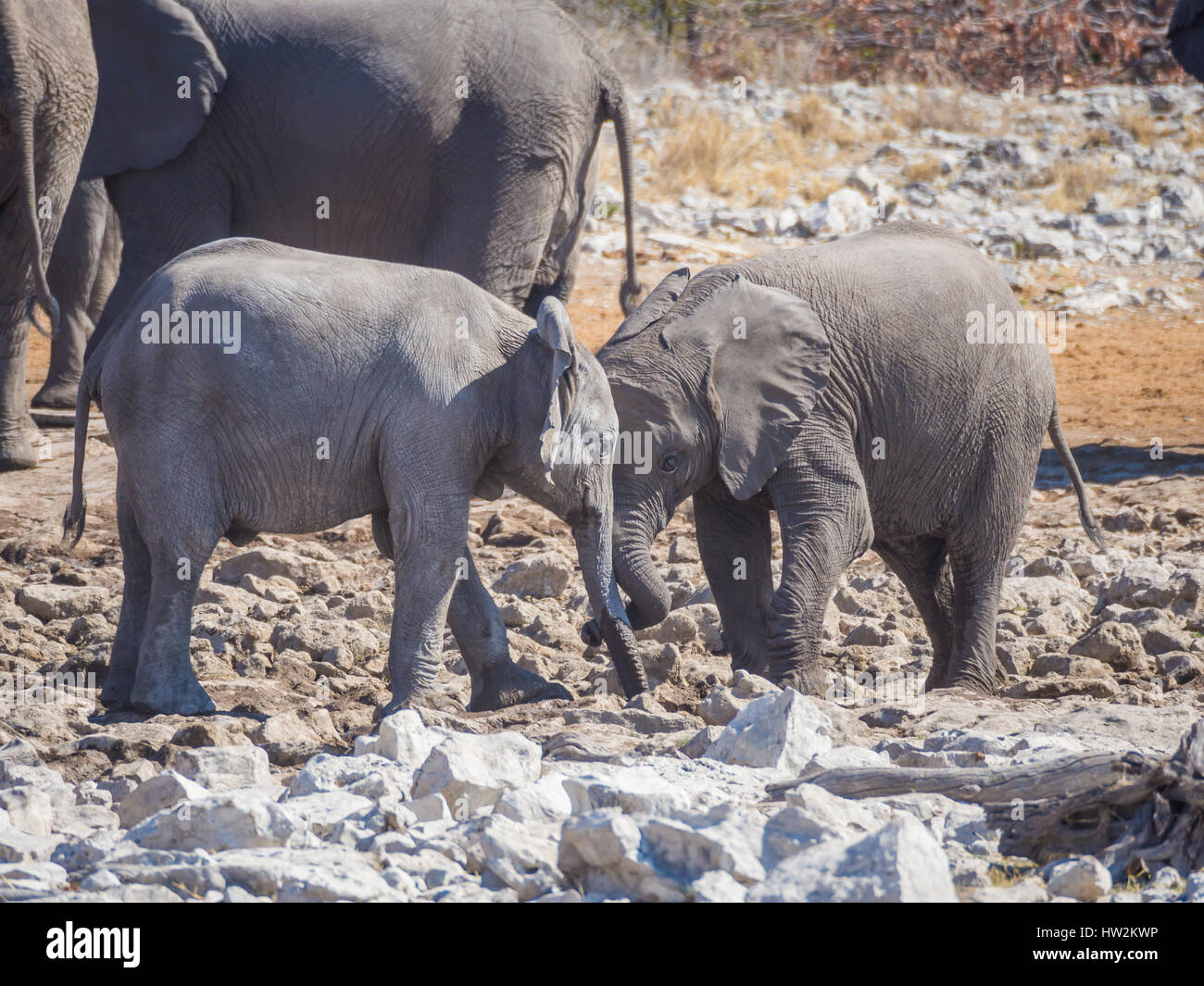 Due giovani elefanti africani di interazione e di coccole testa a testa, il Parco Nazionale di Etosha, Namibia Foto Stock