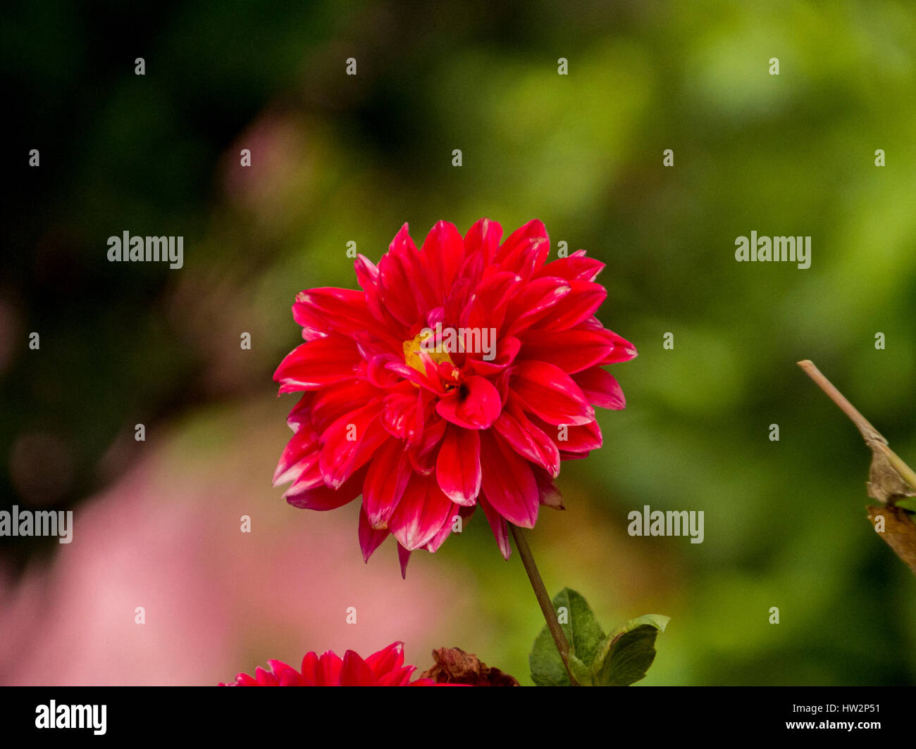 Rosso, Dahlia Fiore nazionale del Messico. Foto Stock
