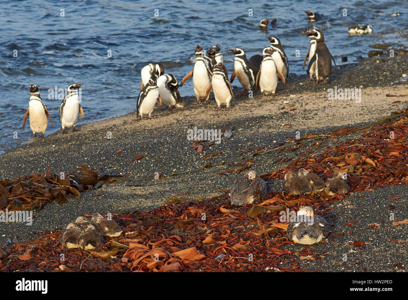 I pinguini di Magellano (Spheniscus magellanicus) e il sistema di cottura a vapore Falkland anatre (Tachyeres brachypterus) su una spiaggia su più deprimente isola nelle isole Falkland Foto Stock