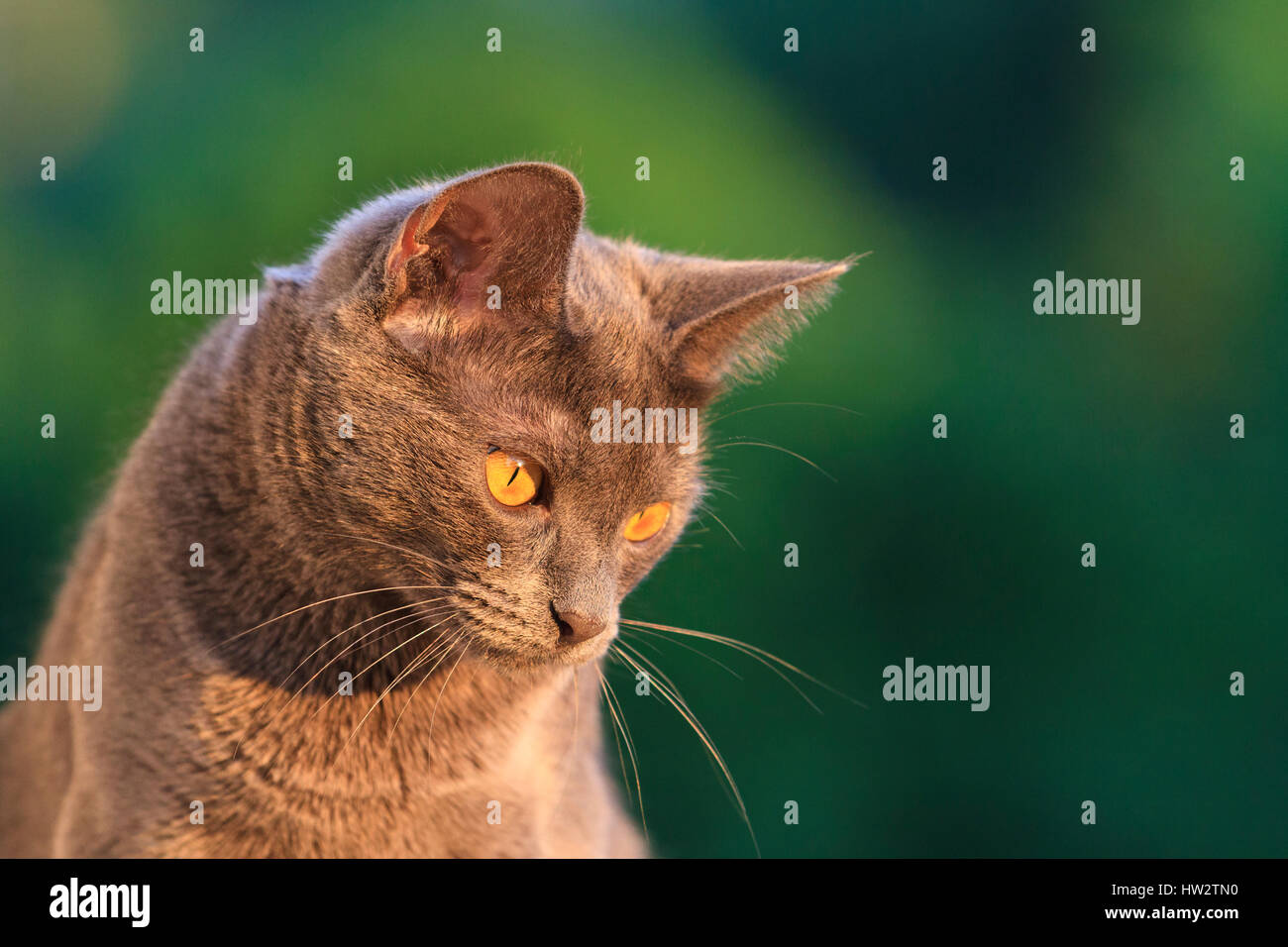 Thoroughbred cat guardando verso il basso,animali domestici, amico dell'uomo, buon capelli, buon umore, purosangue animale, l'uomo e per gli animali Foto Stock