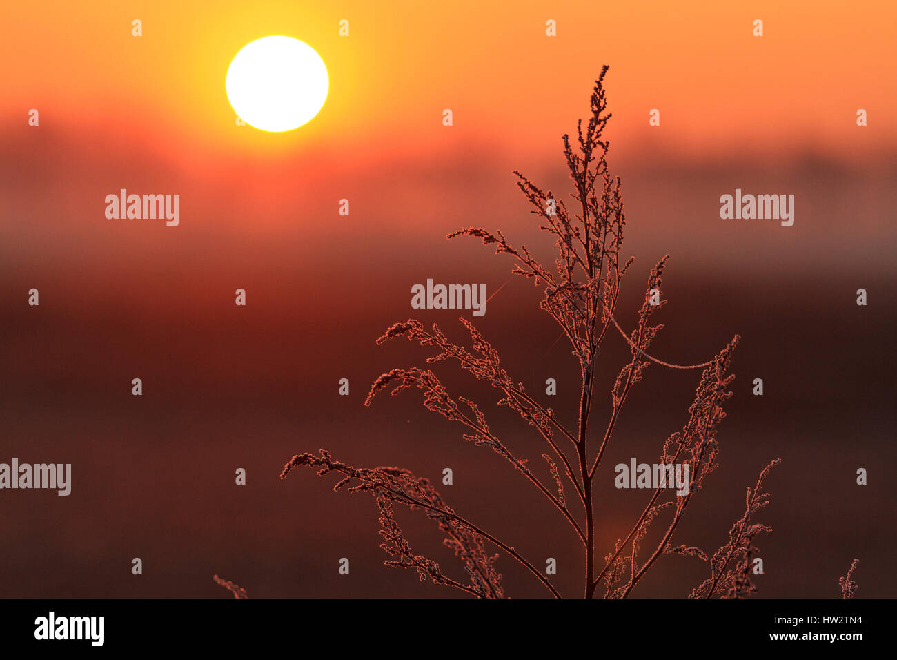 Impianto coperto di brina su uno sfondo sunrise,piante, gelate primaverili, scale di frumento Foto Stock