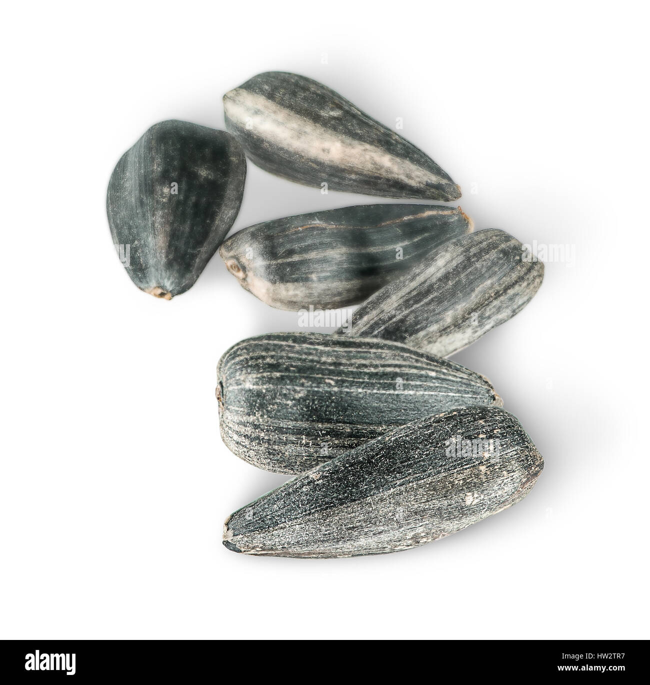 Diversi di semi di girasole in una riga isolata su sfondo bianco Foto Stock