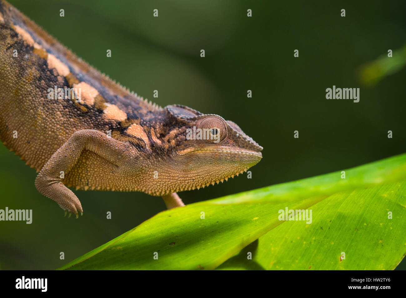 Madagascar, Analanjirofo, regione di Sava, Nosy mangabe, Parco Nazionale Masoala. Wild camaleonte femmina. Foto Stock