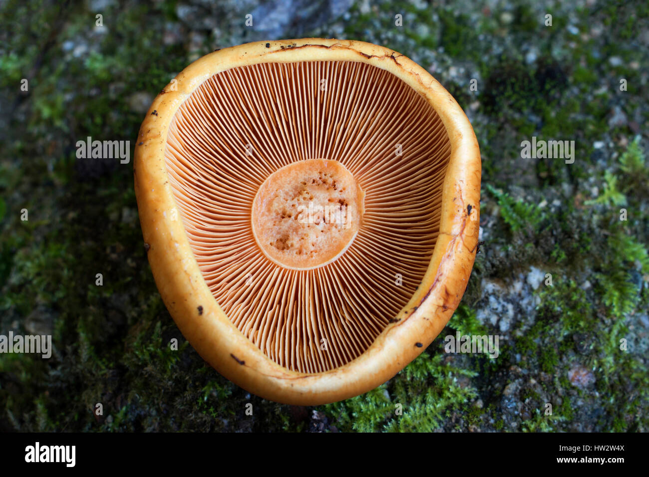 Mulinelli di funghi (lamelle) - funghi selvatici Foto Stock