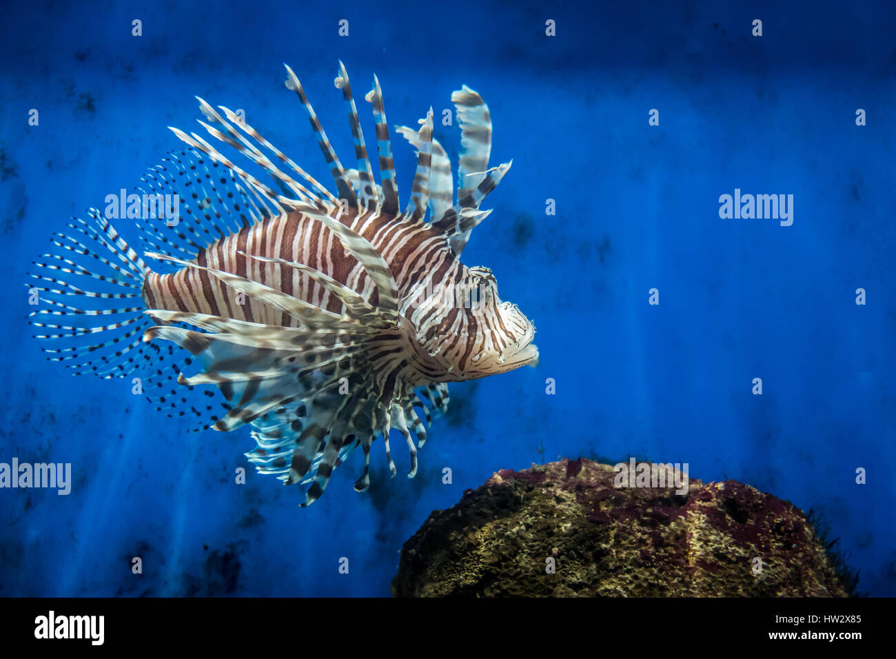 Pesci del leone Foto Stock