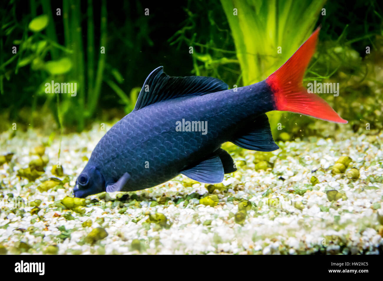 Red-tailed black shark (Epalzeorhynchos bicolor; Labeo bicolor) Foto Stock